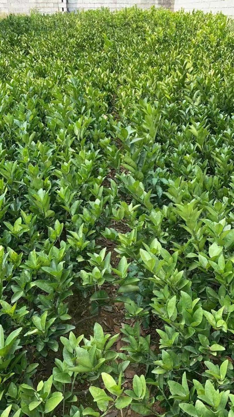 砂糖橘苗春季热卖产品砂糖橘苗跑江湖地摊货源