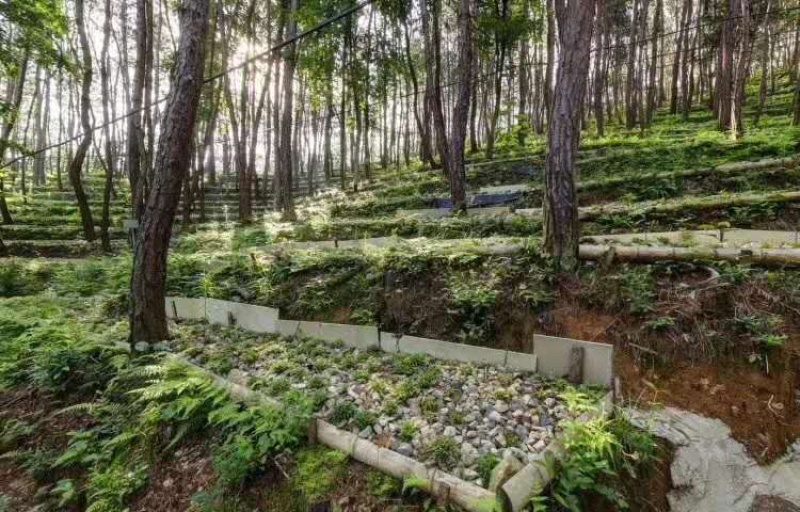 霍山铁皮石斛林下种植一件代发，简装和礼盒装100克