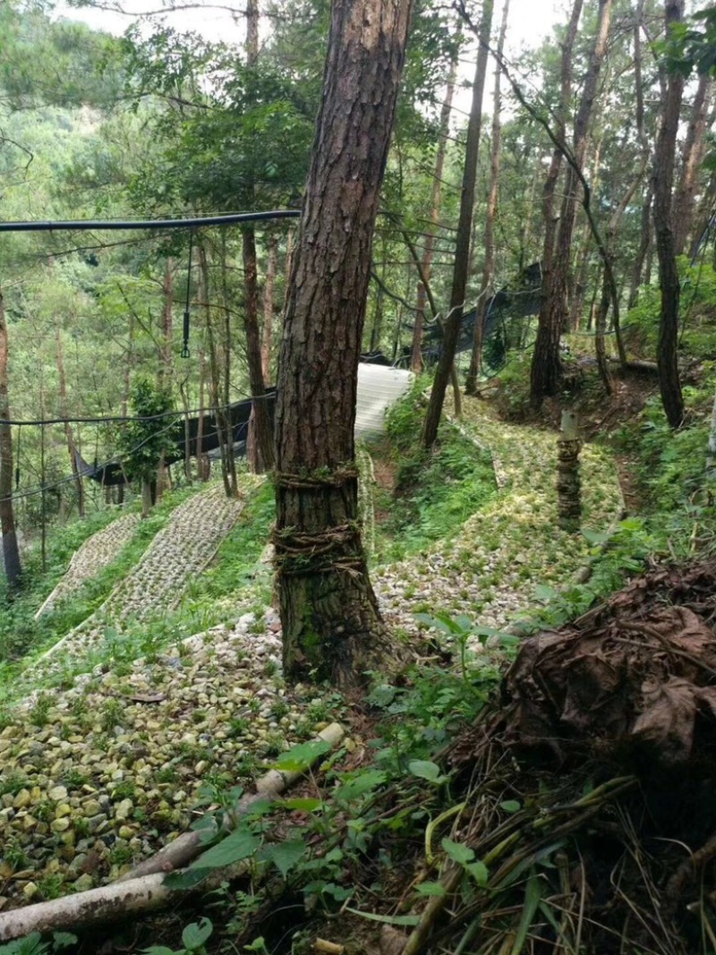 霍山铁皮石斛林下种植一件代发，简装和礼盒装100克