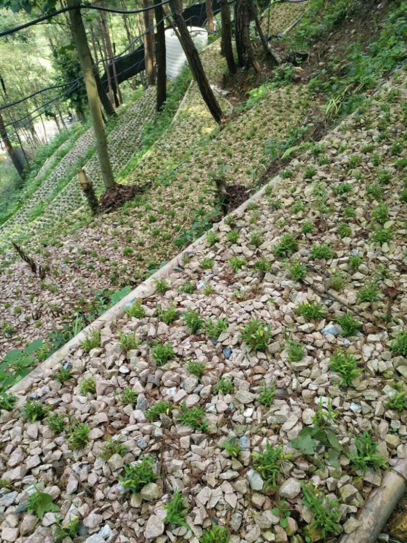 霍山铁皮石斛林下种植一件代发，简装和礼盒装100克