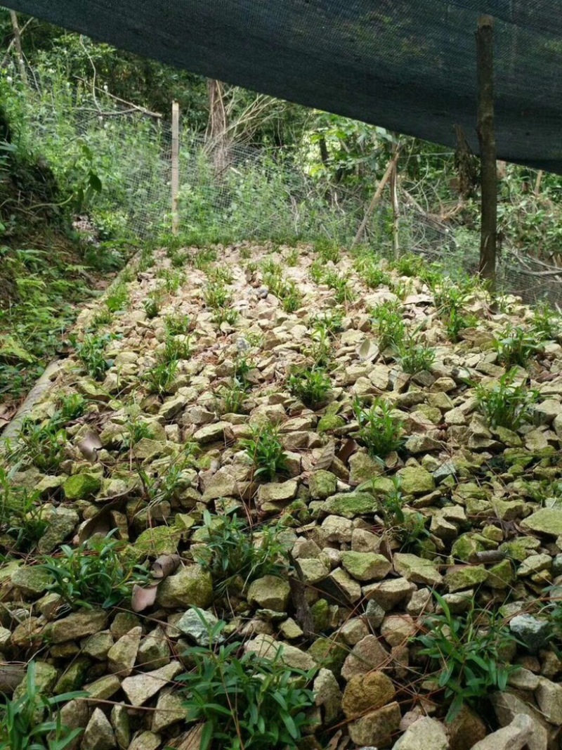 霍山铁皮石斛林下种植一件代发，简装和礼盒装100克