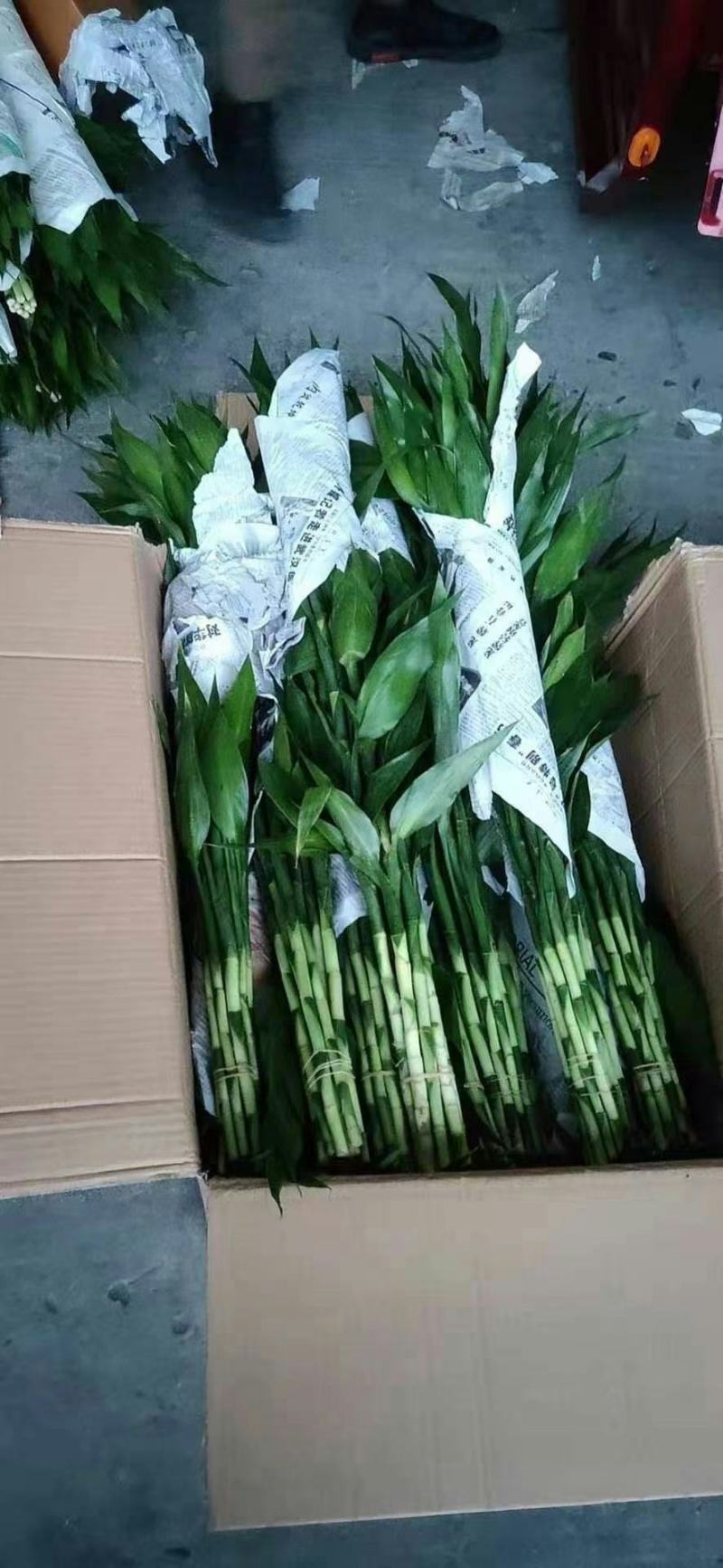 富贵竹三个规格产地直发价格便宜