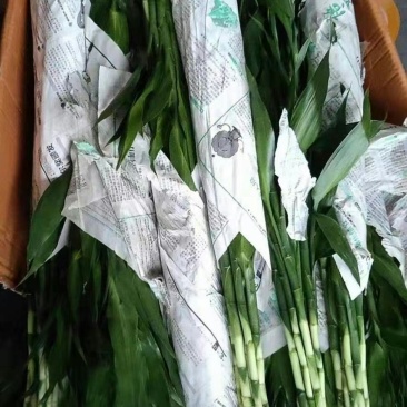 富贵竹三个规格产地直发价格便宜