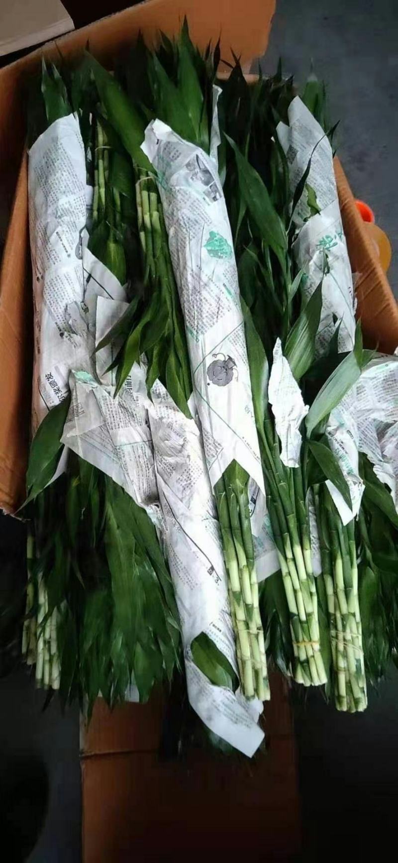 富贵竹三个规格产地直发价格便宜