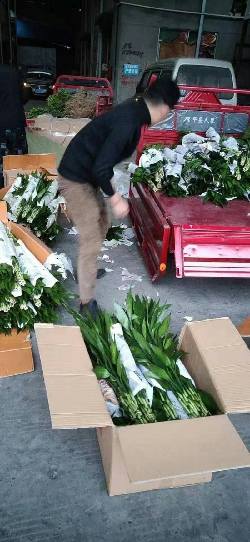 富贵竹三个规格产地直发价格便宜