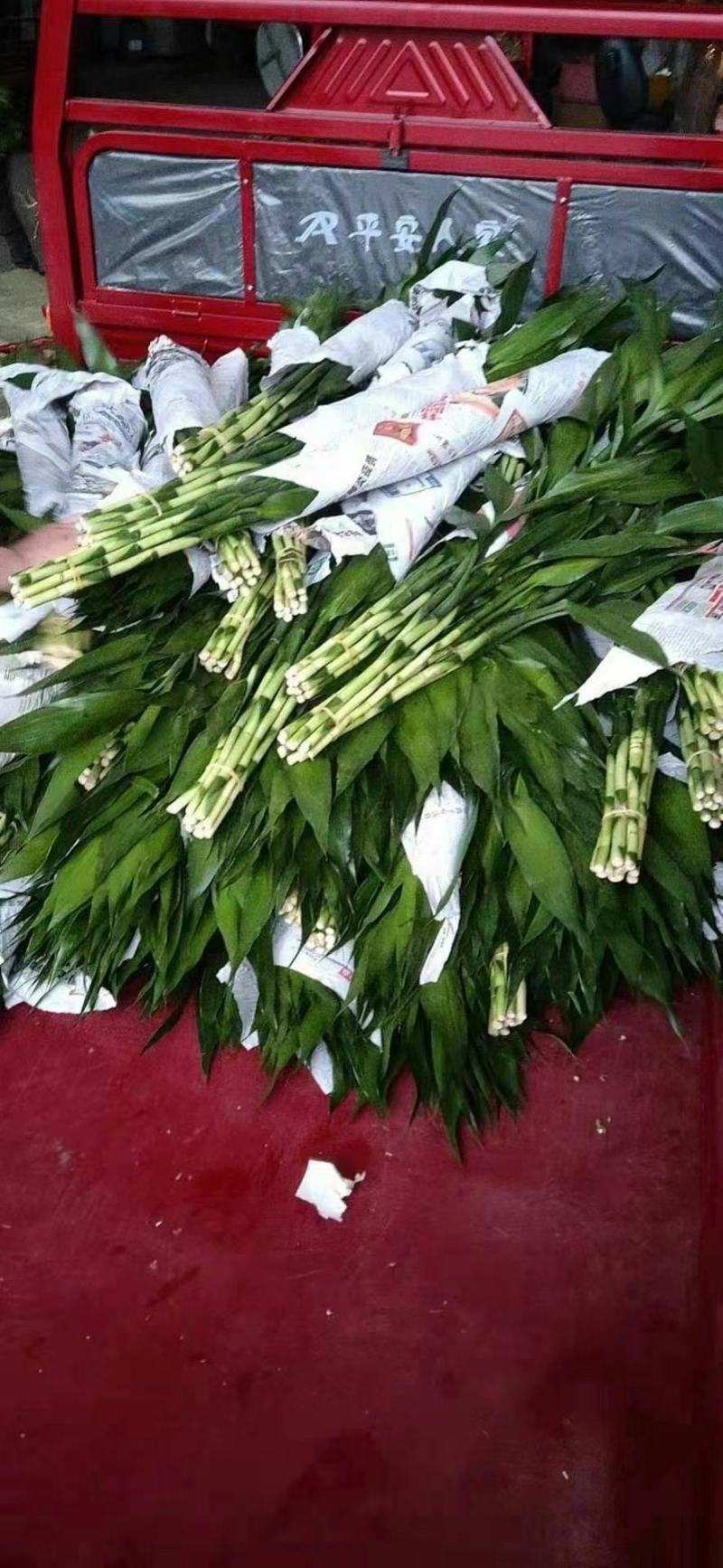 富贵竹三个规格产地直发价格便宜