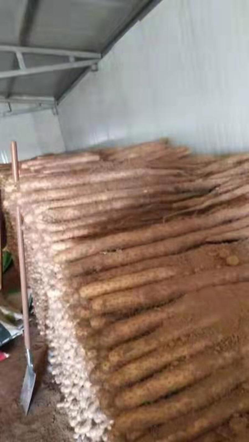 大量新鲜白玉山药批发