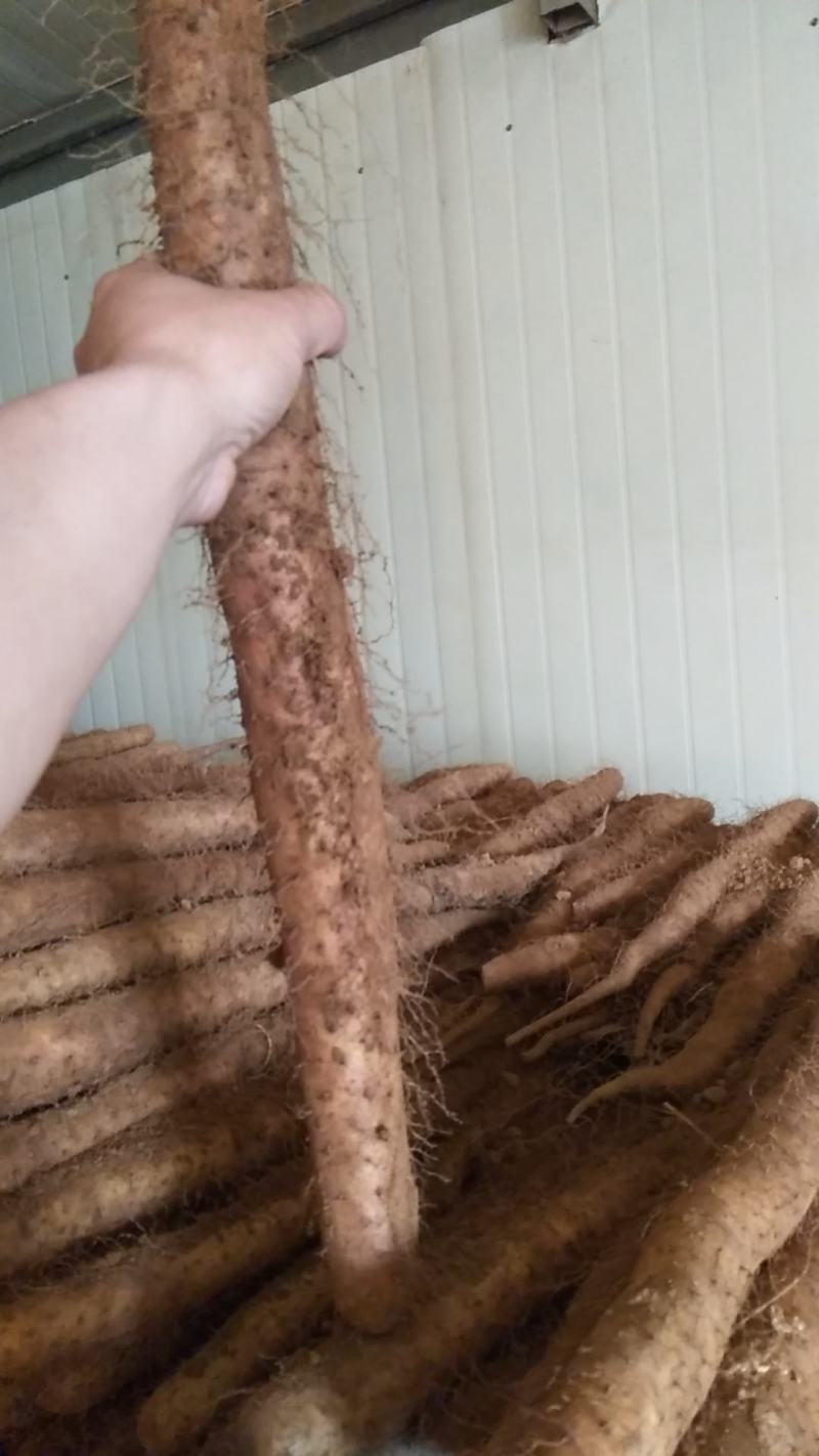 大量新鲜白玉山药批发