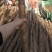 大量新鲜白玉山药批发