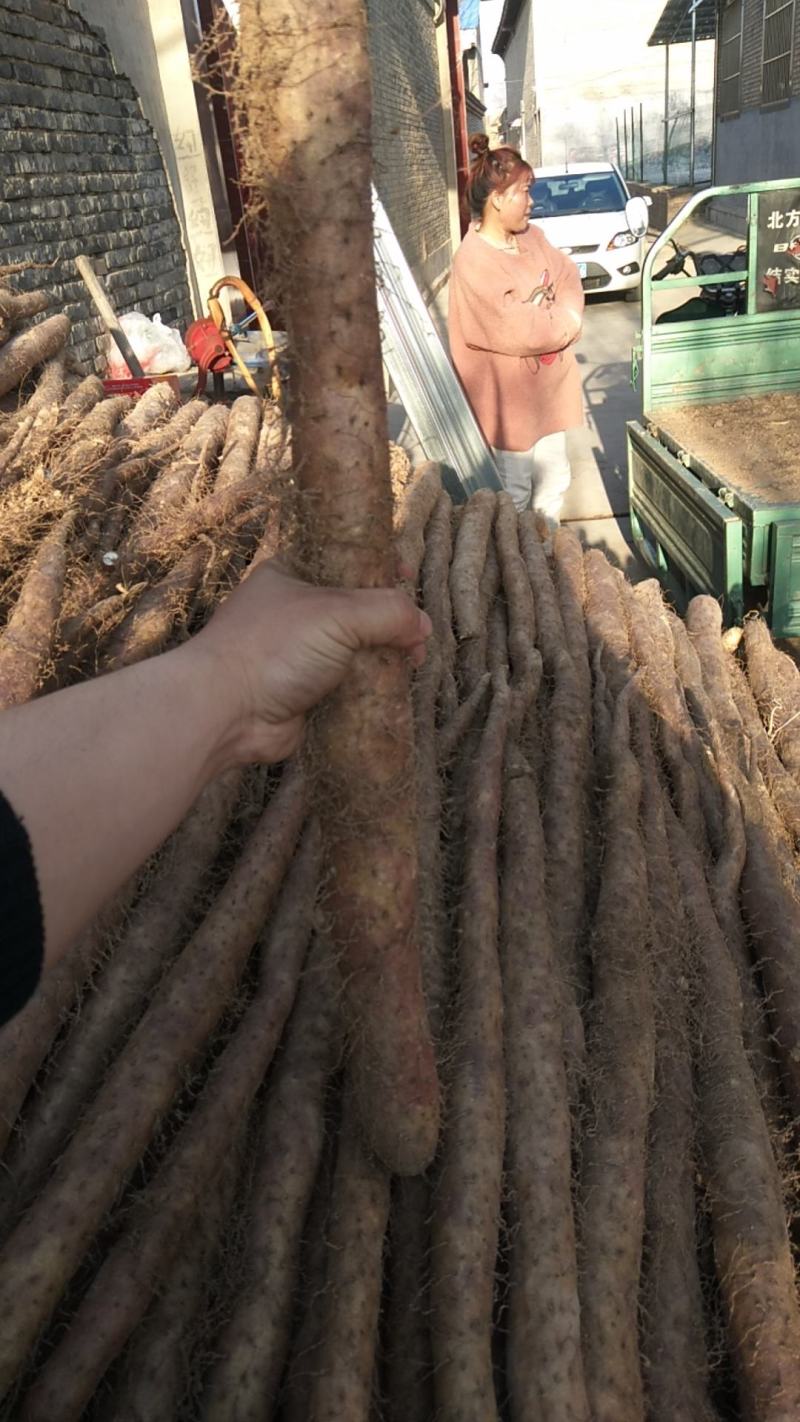 大量新鲜白玉山药批发