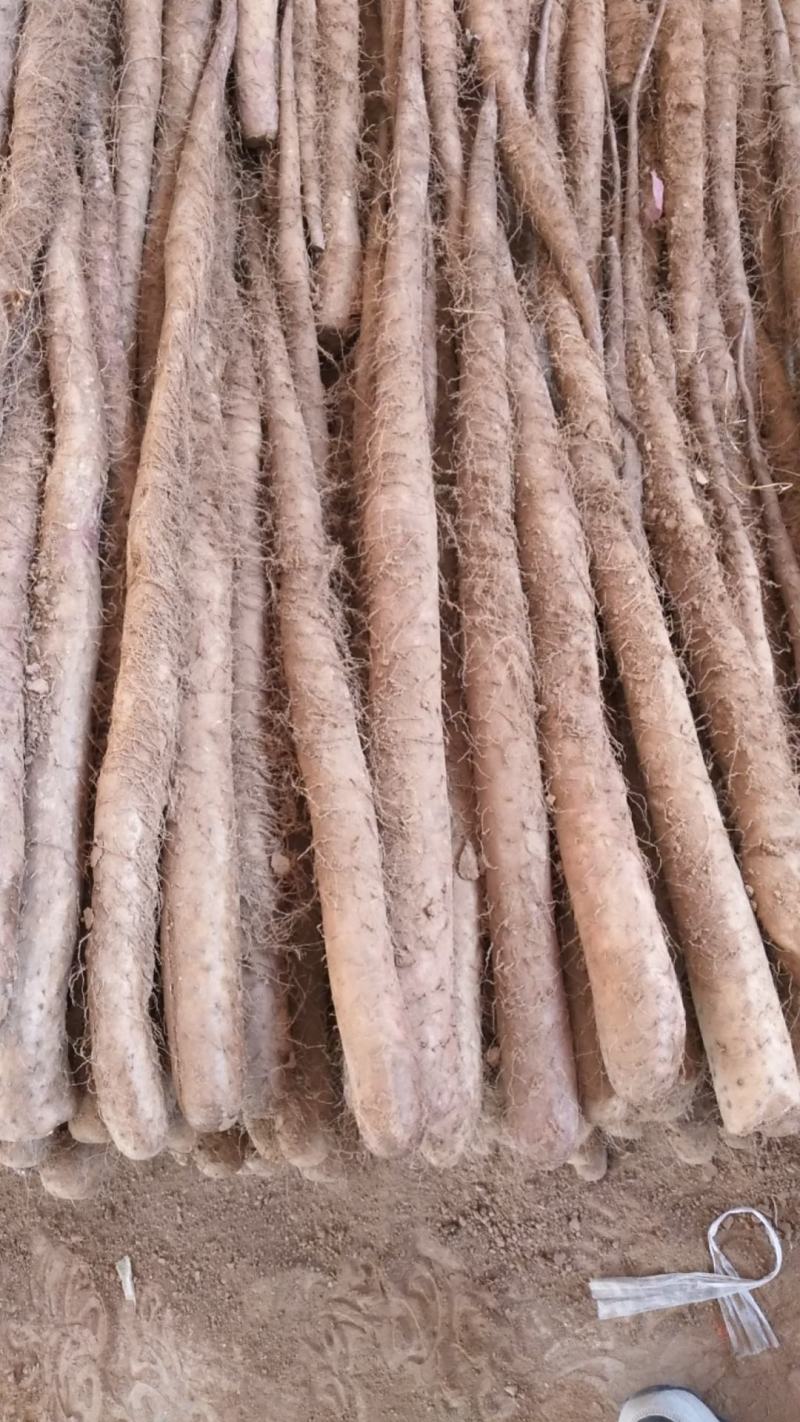 大量新鲜白玉山药批发