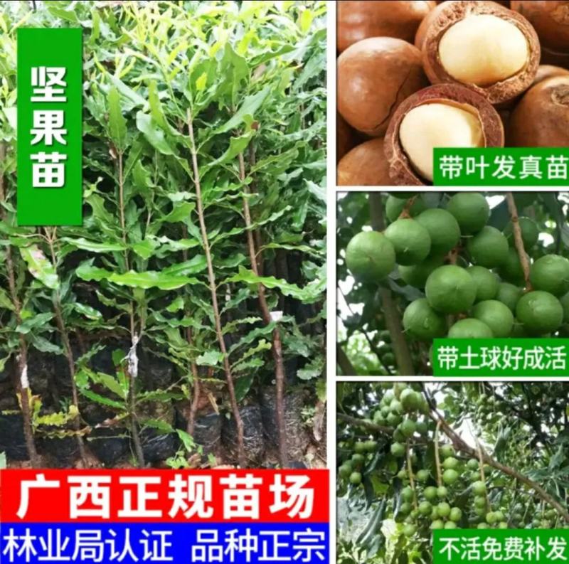 坚果树苗澳洲坚果夏威夷果苗嫁接苗带叶发货庭院种植
