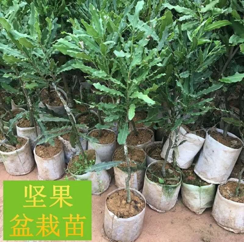 坚果树苗澳洲坚果夏威夷果苗嫁接苗带叶发货庭院种植