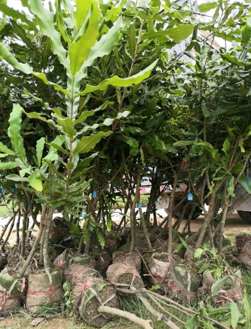 坚果树苗澳洲坚果夏威夷果苗嫁接苗带叶发货庭院种植