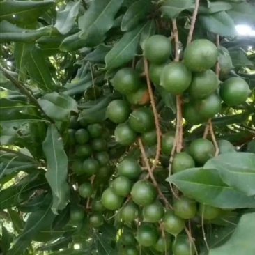 坚果树苗澳洲坚果夏威夷果苗嫁接苗带叶发货庭院种植