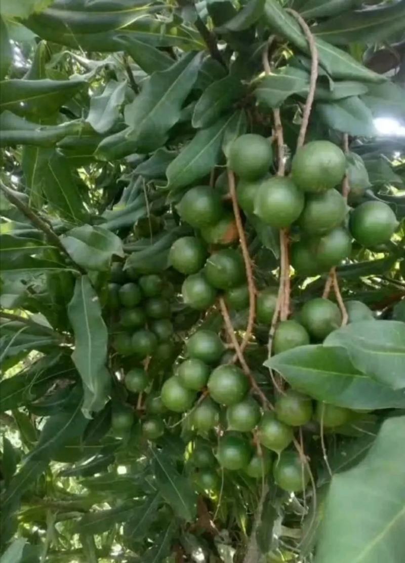 坚果树苗澳洲坚果夏威夷果苗嫁接苗带叶发货庭院种植