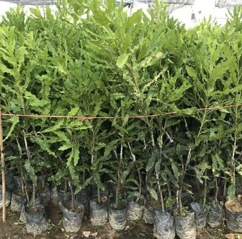 坚果树苗澳洲坚果夏威夷果苗嫁接苗带叶发货庭院种植