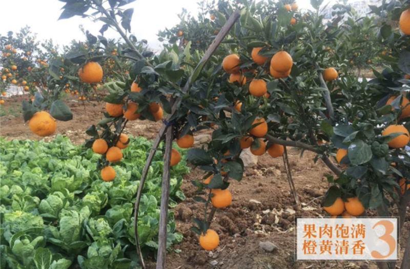 四川汉源黄果柑应季水果青果柑新鲜橘子现摘8斤整箱包