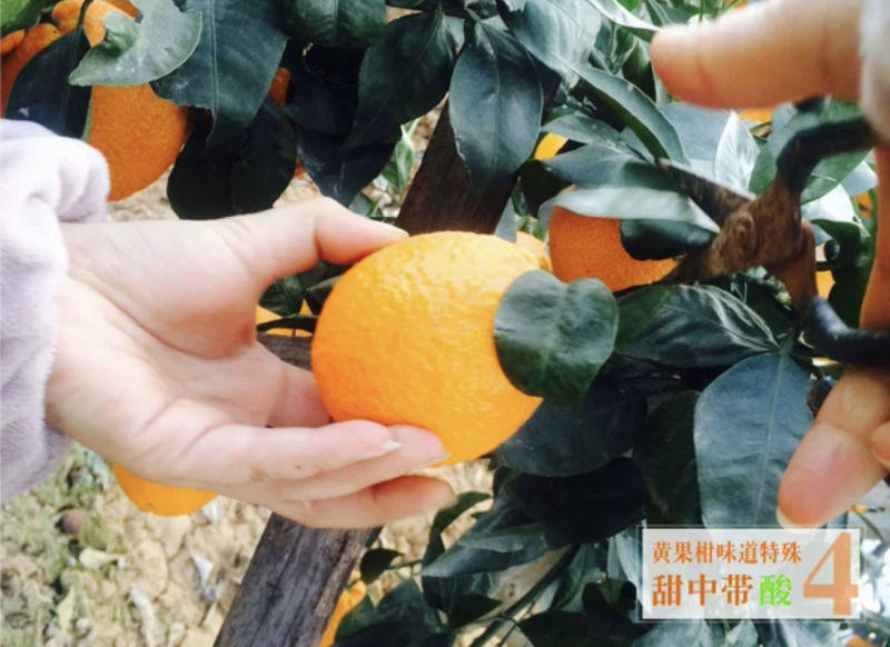 四川汉源黄果柑应季水果青果柑新鲜橘子现摘8斤整箱包