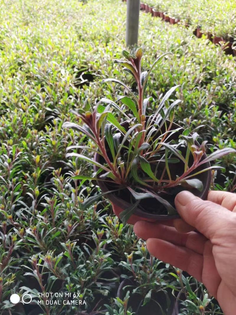 山桃草，千喜鸟，基地直销，常年销售各种绿化苗木。