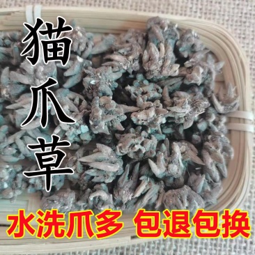 一手货源大货批发野生正品猫爪草猫抓草小毛莨各种规格