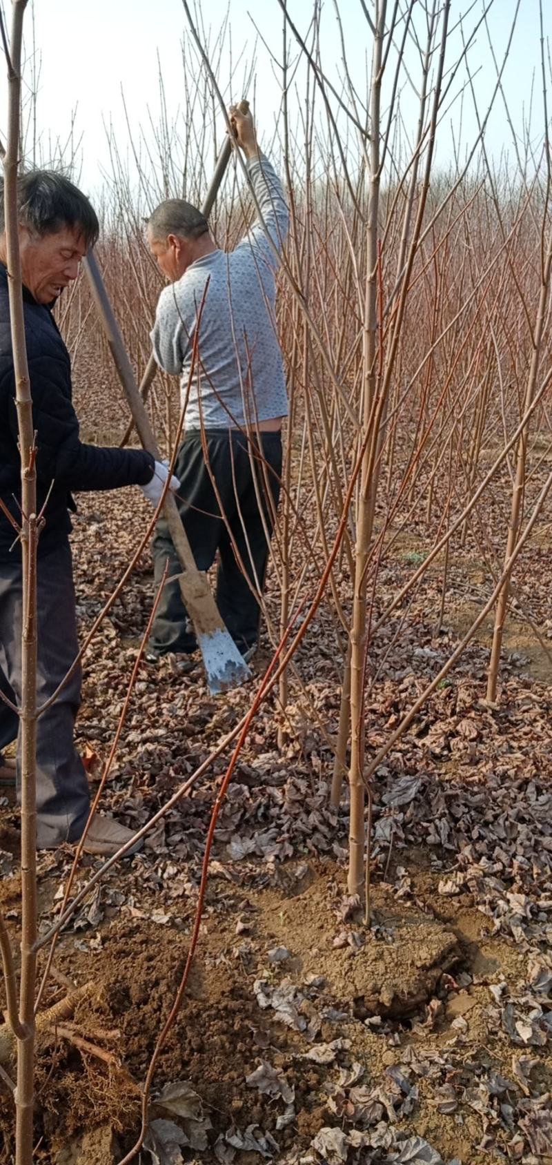 红冠红枫壮苗，红冠红枫小苗！