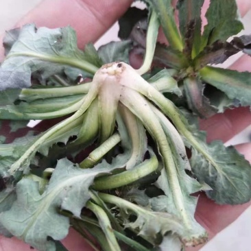 苦菜蝶子，苦菜，小苦菜，太好了，2121年刚下来的，现在