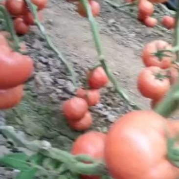 费县硬粉西红柿大量上市，硬度好，耐长途运输，货源充足