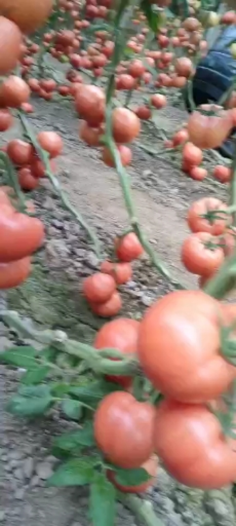 费县硬粉西红柿大量上市，硬度好，耐长途运输，货源充足
