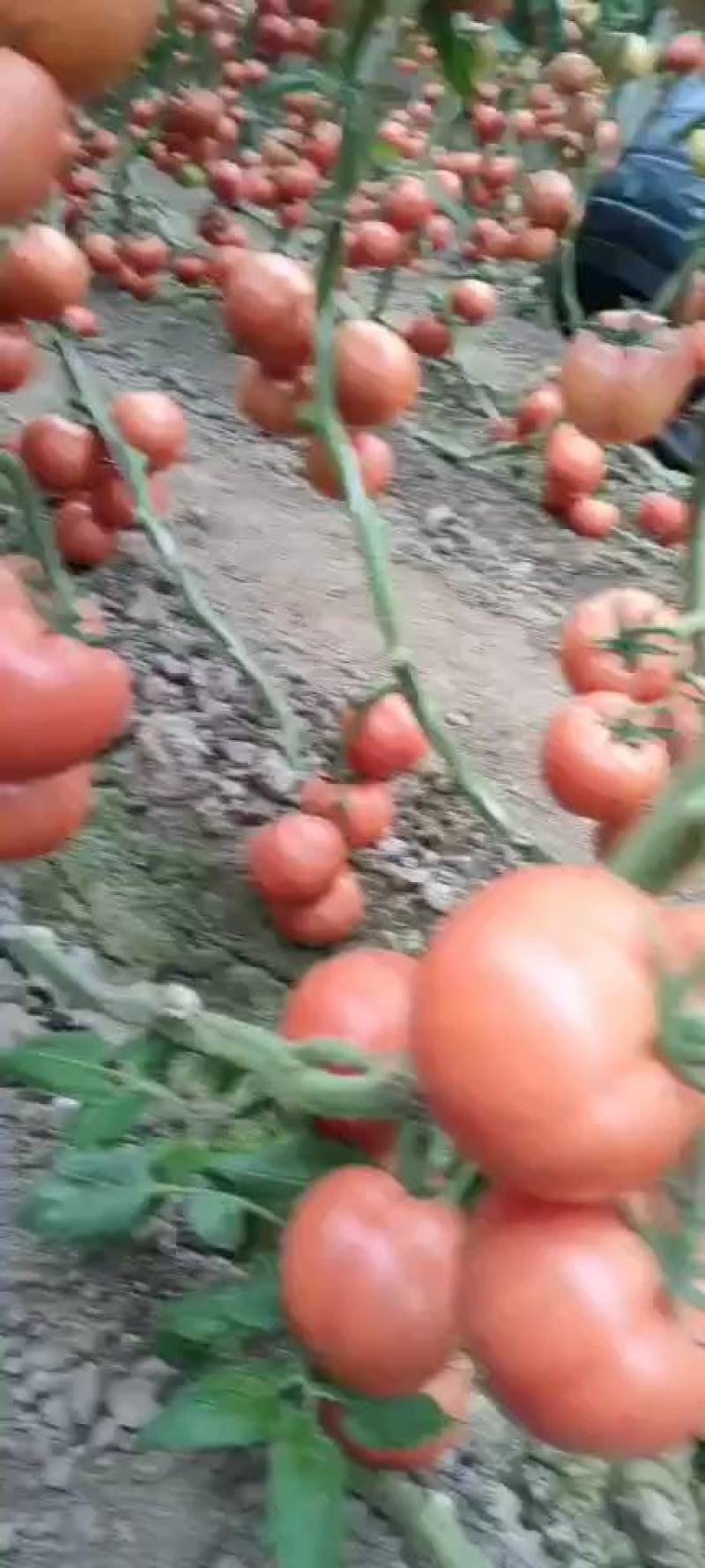 费县硬粉西红柿大量上市，硬度好，耐长途运输，货源充足