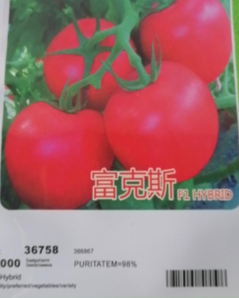 番茄种子富克斯西红柿种籽大果耐寒好高产抗病口感好