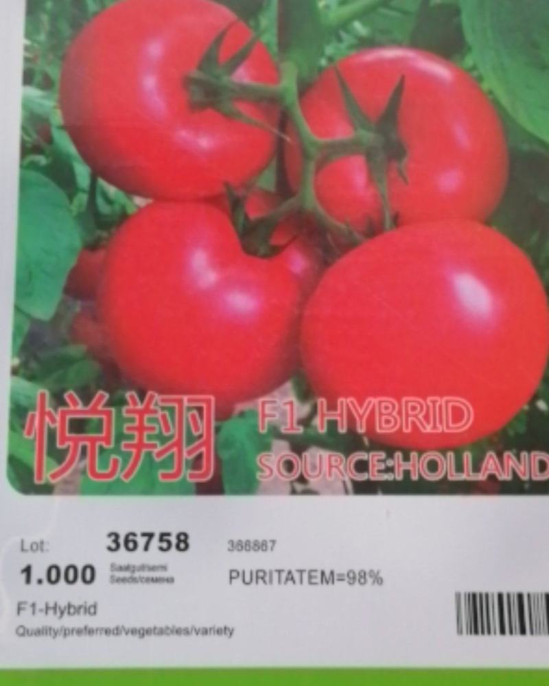 西红柿种子悦翔荷兰番茄种子耐热番茄种子抗TY抗褪绿