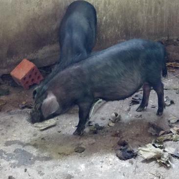 藏香猪，巴马香猪，本农场繁自养，本场在四川成都彭州市蒙阳