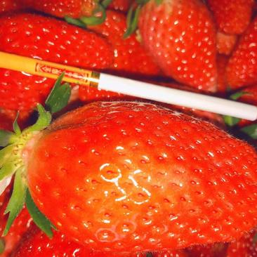 烟台特产甜宝草莓🍓万亩基地大量成熟上市中口感特别甜