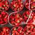 烟台特产甜宝草莓🍓万亩基地大量成熟上市中口感特别甜