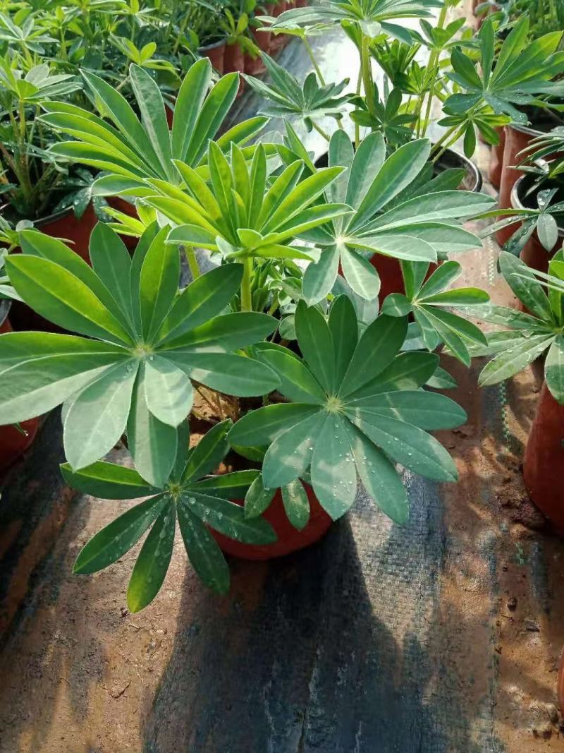 羽扇豆，羽山豆鲁冰花基地直销，常年供应各种绿化苗木