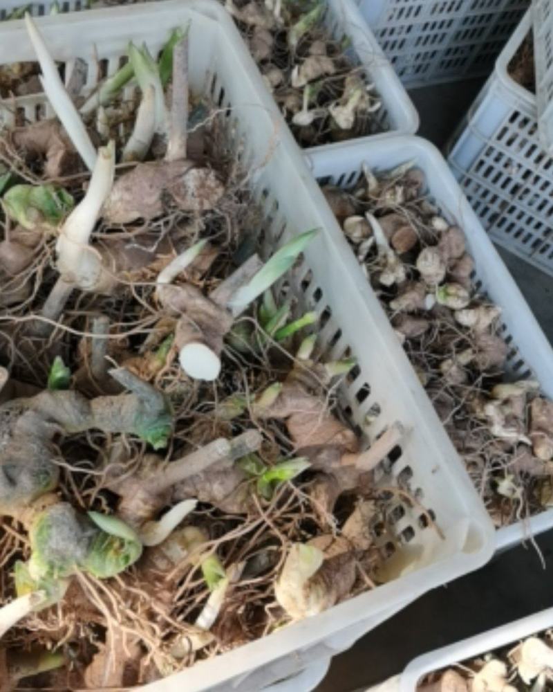 黄精新鲜老虎姜不倒苗带芽头药食两用黄精包邮批发