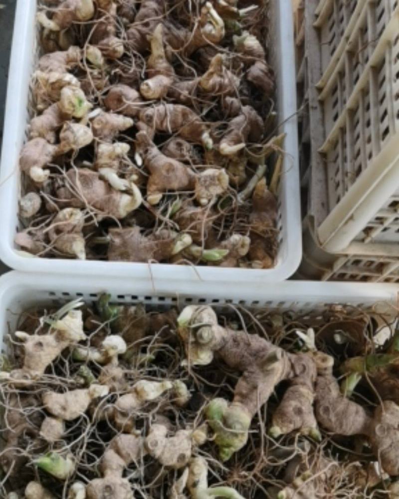 黄精新鲜老虎姜不倒苗带芽头药食两用黄精包邮批发