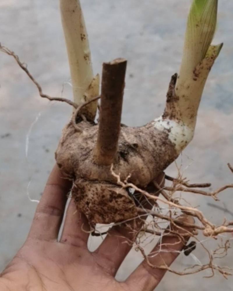 黄精新鲜老虎姜不倒苗带芽头药食两用黄精包邮批发