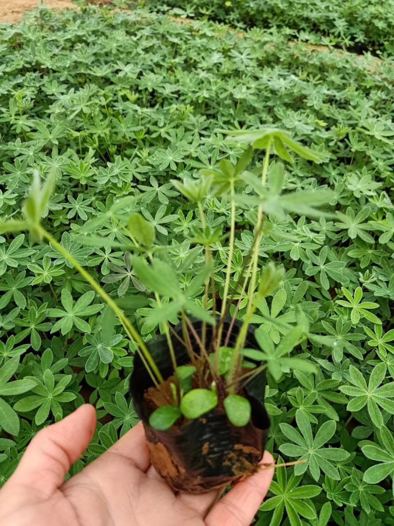 羽扇豆，羽山豆鲁冰花基地直销，常年供应各种绿化苗木
