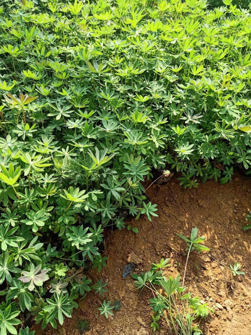 羽扇豆，羽山豆鲁冰花基地直销，常年供应各种绿化苗木