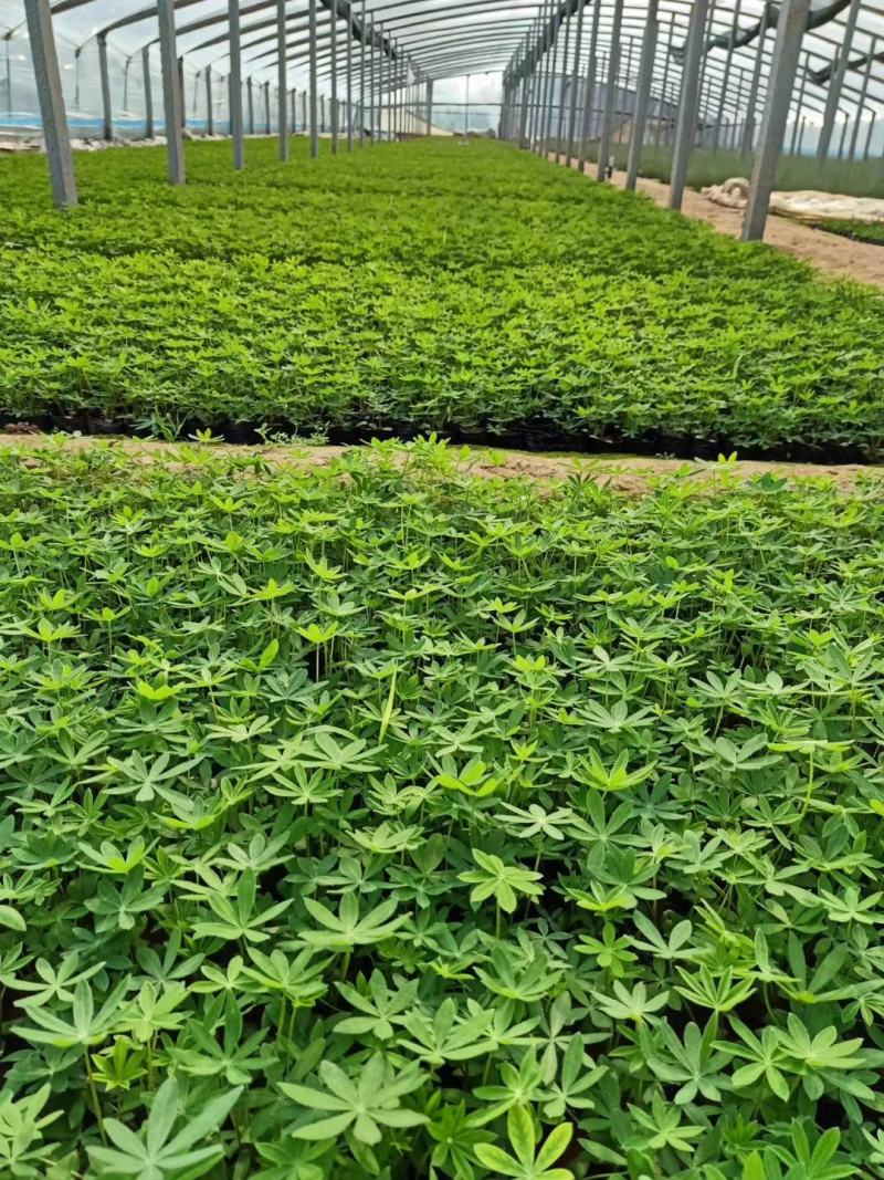 羽扇豆，羽山豆鲁冰花基地直销，常年供应各种绿化苗木
