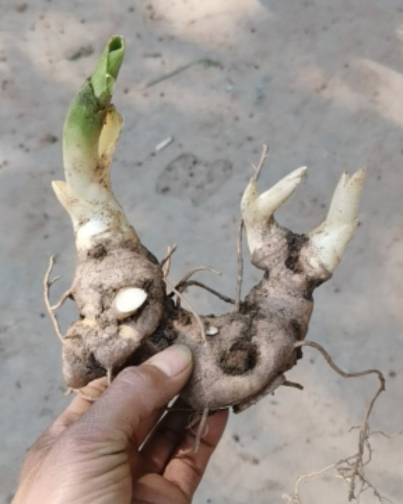 黄精新鲜老虎姜不倒苗带芽头药食两用黄精包邮批发