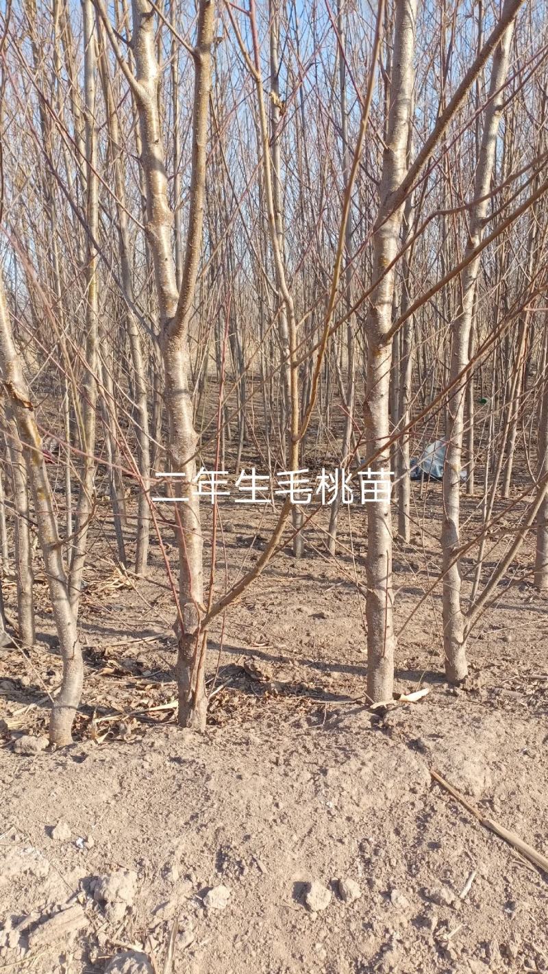 出售毛桃苗1一8公分、速生杨1一12公分