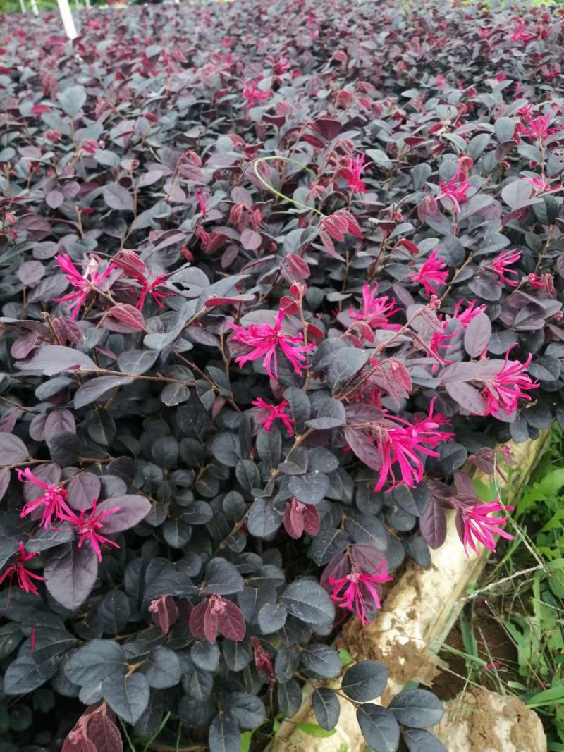 红花继木，基地直销，常年销售各种绿化苗木