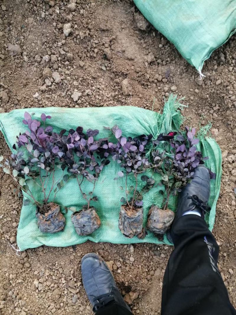 红花继木，基地直销，常年销售各种绿化苗木