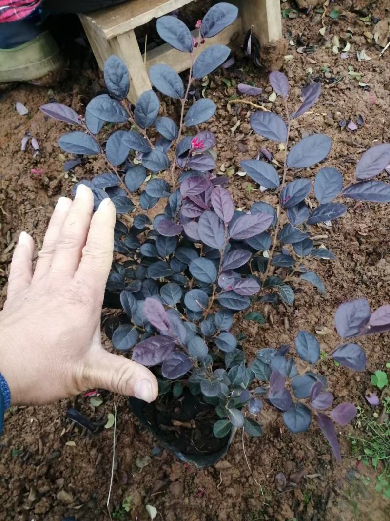 红花继木，基地直销，常年销售各种绿化苗木