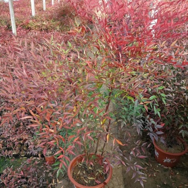 南天竹,基地直销,常年销售各种绿化苗木