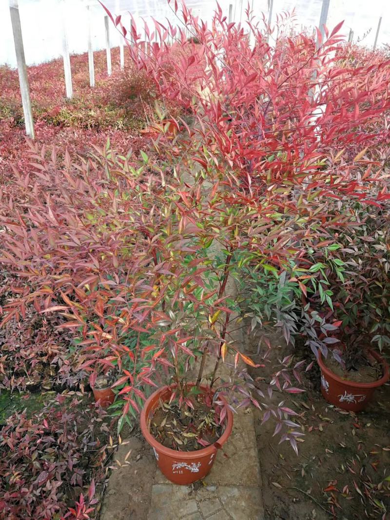 南天竹，基地直销，常年销售各种绿化苗木