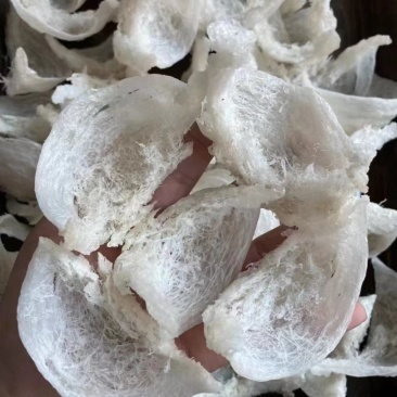燕窝干挑大盏，粗丝厚肉，盏盏囊丝饱满，泡发率高